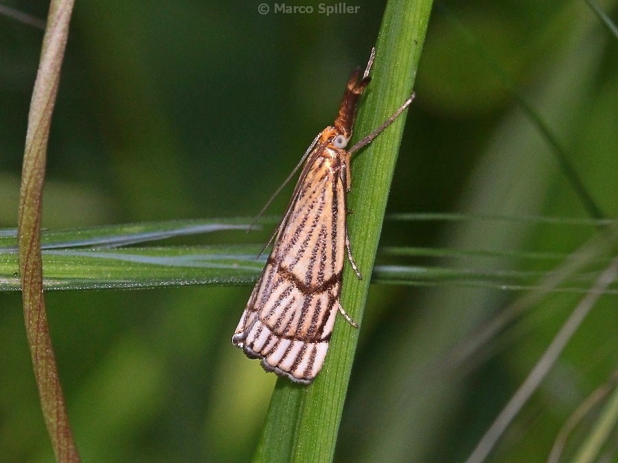 Chrysocrambus linetella - Chrysocrambus cassentiniellus, Crambidae